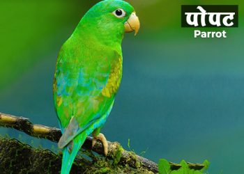 पोपटा विषयी माहिती