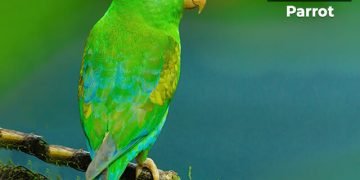 पोपटा विषयी माहिती