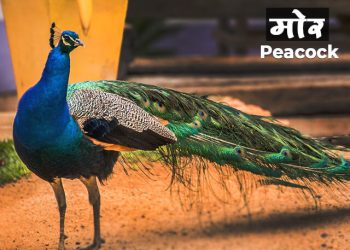 मोर पक्षी माहिती मराठी