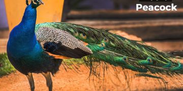 मोर पक्षी माहिती मराठी