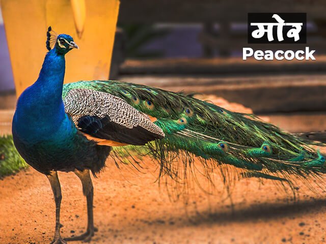 essay in marathi peacock