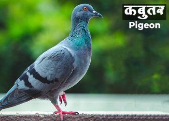 कबुतर पक्ष्याची माहिती मराठी