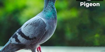 कबुतर पक्ष्याची माहिती मराठी