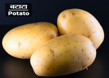 Potato Information in Marathi