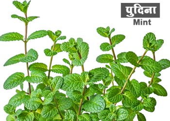पुदिन्याची माहिती