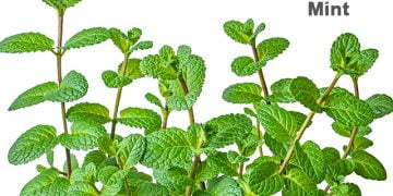 पुदिन्याची माहिती