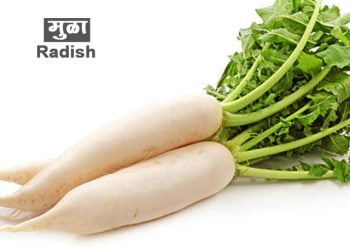 मुळ्याची माहिती