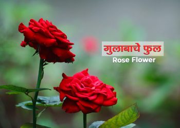Rose Flower Information in Marathi