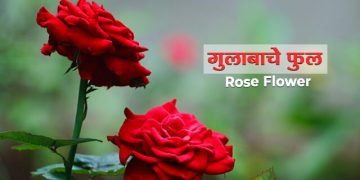 Rose Flower Information in Marathi