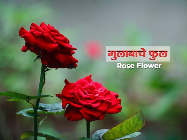 Rose Flower Information in Marathi