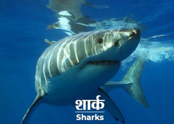 Shark Information in Marathi