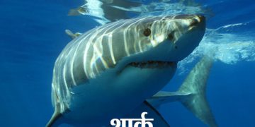 Shark Information in Marathi