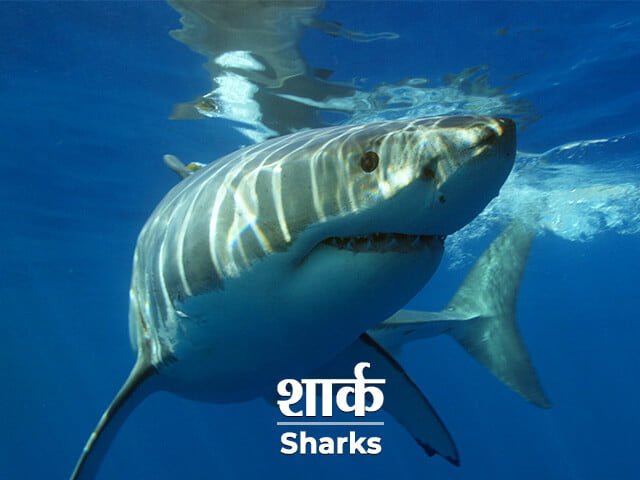 Shark Information in Marathi