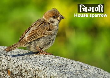 चिमणी बद्दल माहिती