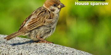 चिमणी बद्दल माहिती