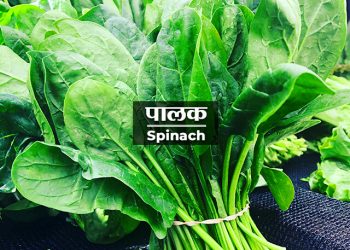 Spinach Information in Marathi