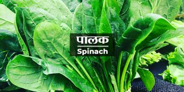 Spinach Information in Marathi