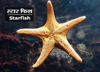 Starfish Information in Marathi