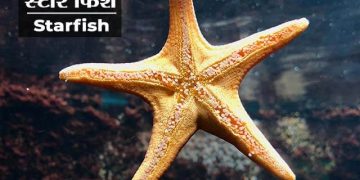 Starfish Information in Marathi