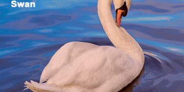 हंस पक्ष्यांची माहिती मराठी