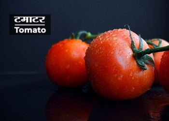 Tomato Information in Marathi