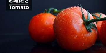 Tomato Information in Marathi