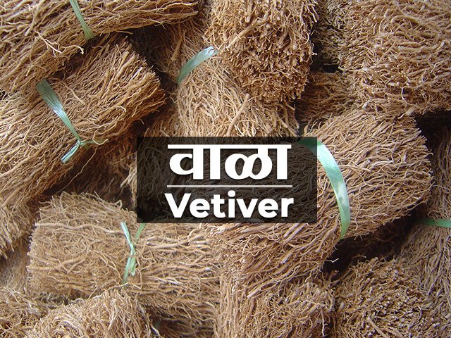 Vala Plant