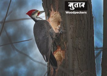 सुतार पक्ष्याबद्दल माहिती मराठी