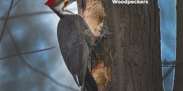 सुतार पक्ष्याबद्दल माहिती मराठी